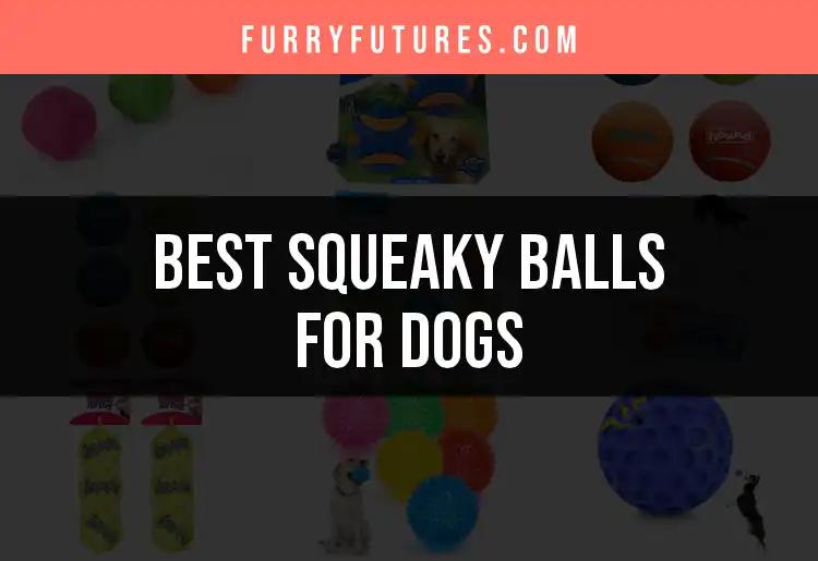 12 Squeaky Balls for Dogs That Will Keep Them Entertained