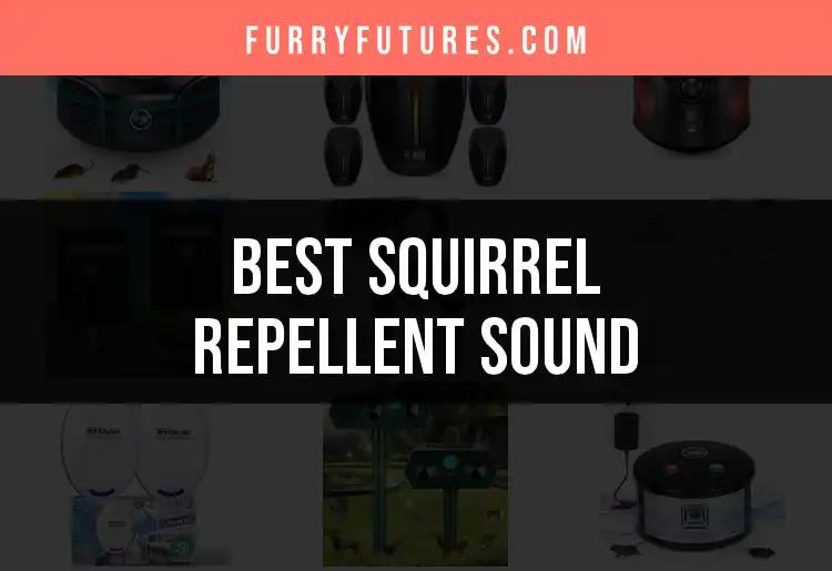 15 Squirrel Repellent Sounds to Keep Pests Away