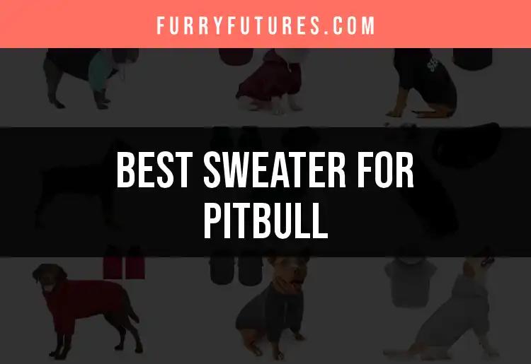 11 Must-Have Sweaters for Your Pitbull