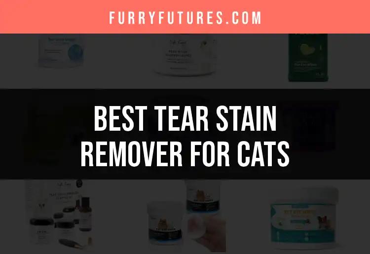 15 Best Tear Stain Removers for Cats You Need to Try