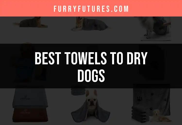 Top 10 Towels to Dry Dogs for Ultimate Absorbency