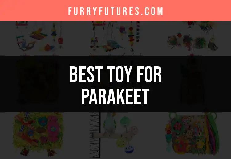 14 Best Toys for Parakeets to Keep Them Happy