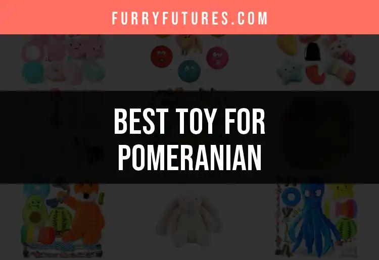 14 Best Toys for Pomeranians: Perfect Picks for Playtime