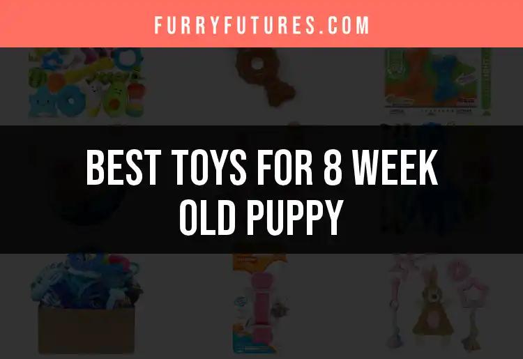 16 Essential Toys for Your 8 Week Old Puppy