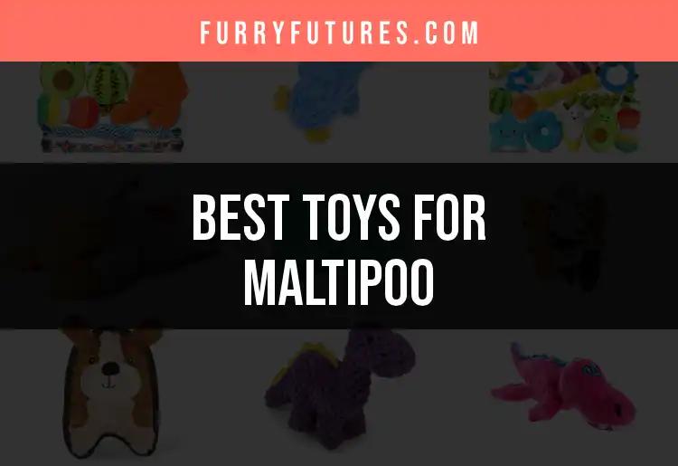 18 Top Toys for Your Maltipoo: Playtime Perfected