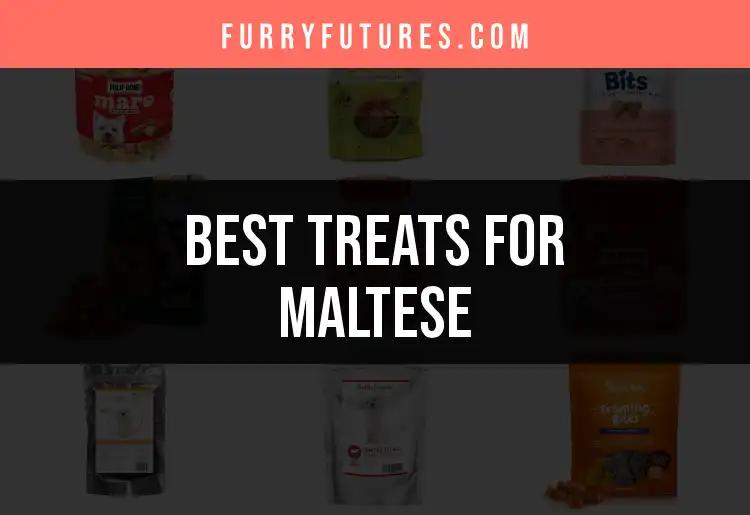 14 Irresistible Treats for Maltese You Need to Try