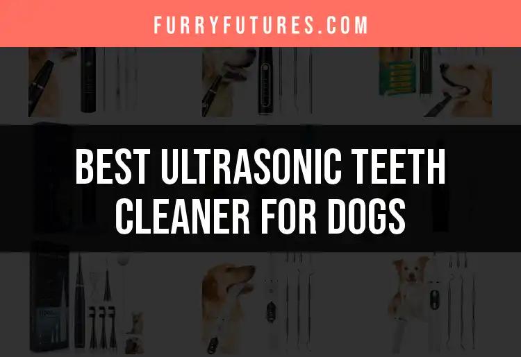 12 Best Ultrasonic Teeth Cleaners for Dogs You Need to Try