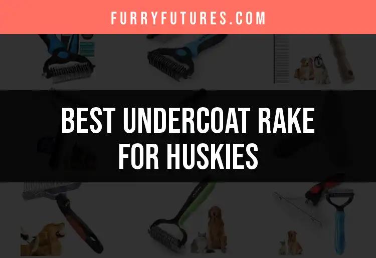 15 Best Undercoat Rakes for Huskies to Simplify Grooming