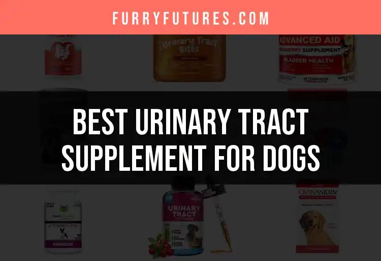 15 Best Urinary Tract Supplements for Dogs to Consider