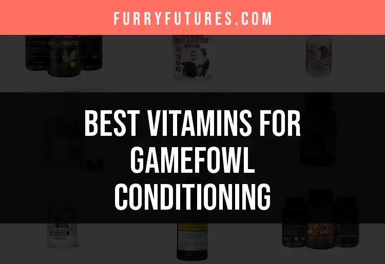 11 Essential Vitamins for Gamefowl Conditioning Revealed