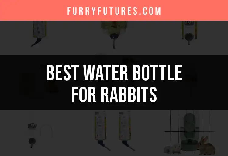 17 Best Water Bottles for Rabbits: Top Picks for Hydration