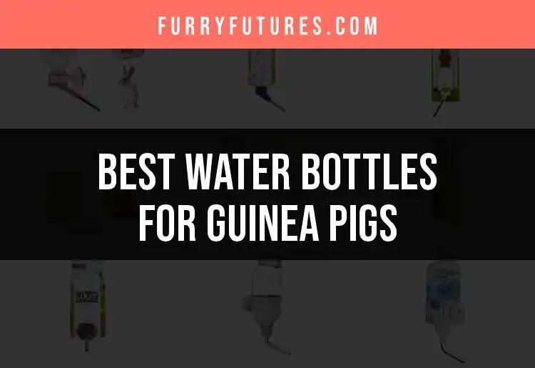 16 Top Water Bottles for Guinea Pigs You'll Love