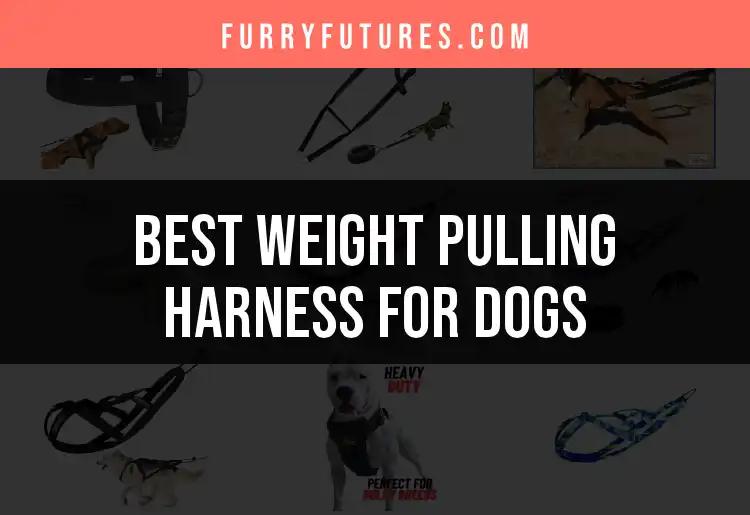 14 Best Weight Pulling Harnesses for Dogs to Explore