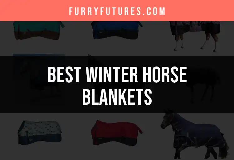 10 Best Winter Horse Blankets for Ultimate Comfort