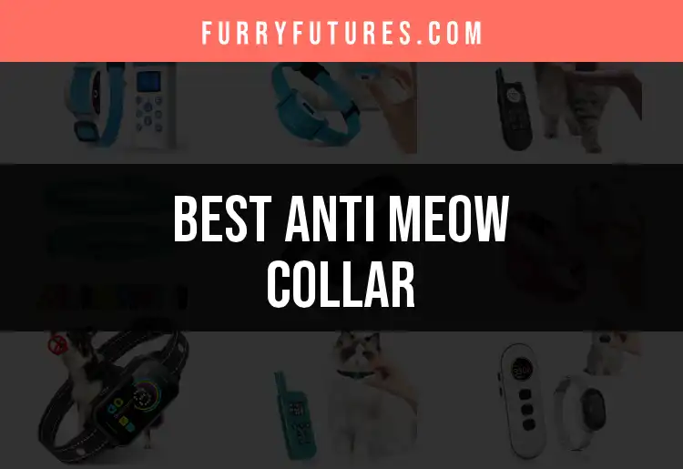15 Best Anti Meow Collars for a Peaceful Home featured