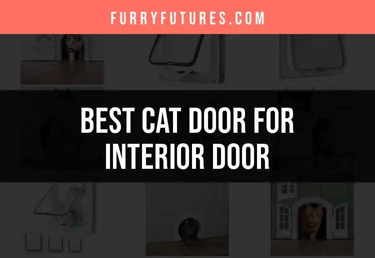 14 Best Cat Doors for Interior Doors to Enhance Your Home featured