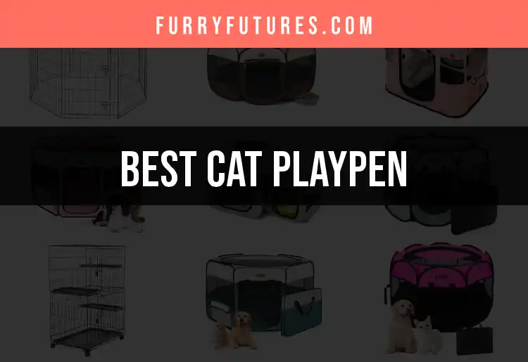 13 Best Cat Playpens for Your Feline Friends featured