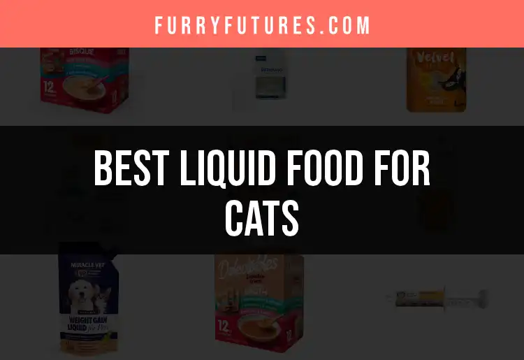 13 Best Liquid Food for Cats: Quick Picks for Picky Eaters featured
