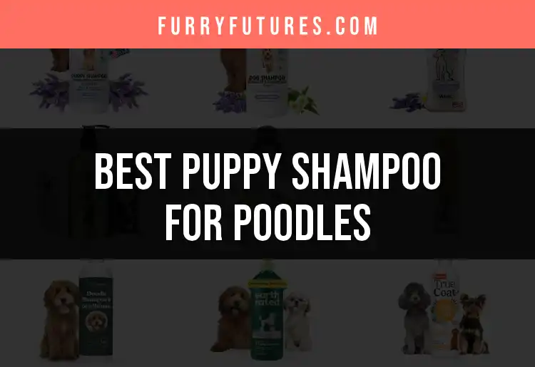18 Best Puppy Shampoos for Poodles: A Grooming Guide