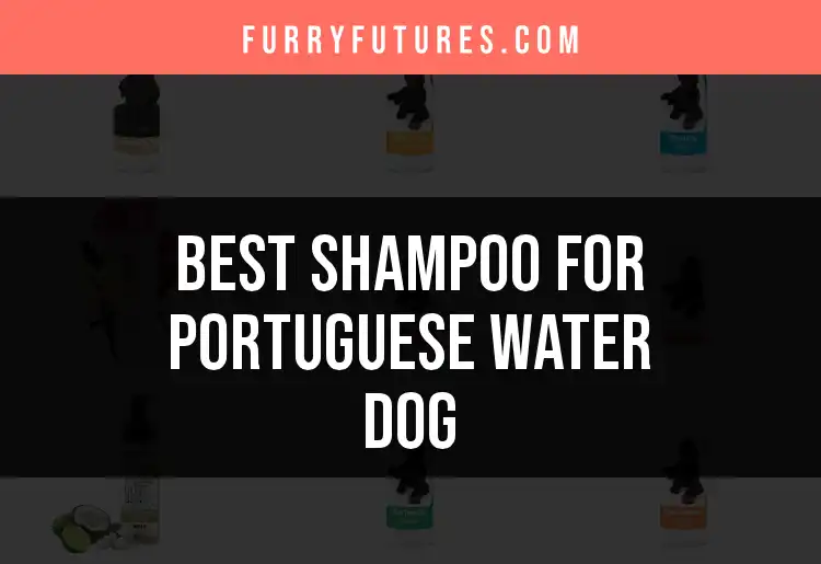 15 Best Shampoos for Portuguese Water Dogs Revealed
